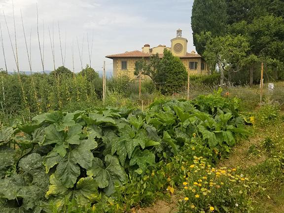 Picture of Italian Countryside